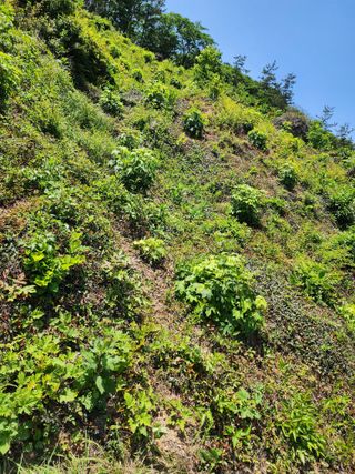 표고버섯2493님의 두릅 · 영농일지 작성글 사진