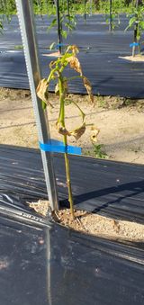 팜모닝 고추·병해충상담 게시글 이미지