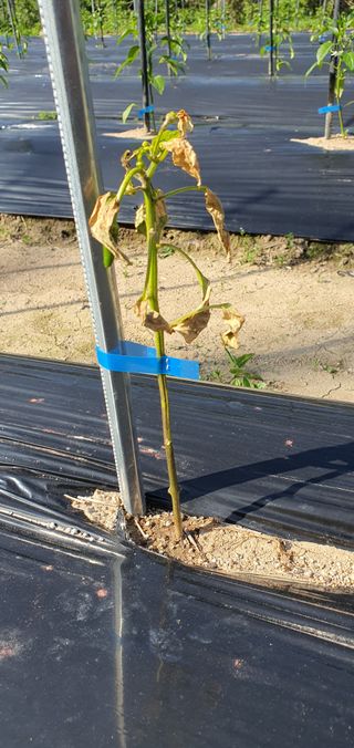 현촌에서님의 고추 · 병해충상담 작성글 사진