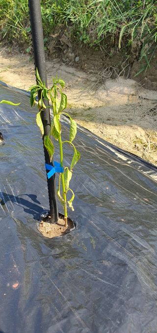 현촌에서님의 고추 · 병해충상담 작성글 사진