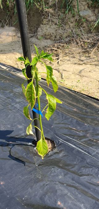 현촌에서님의 고추 · 병해충상담 작성글 사진