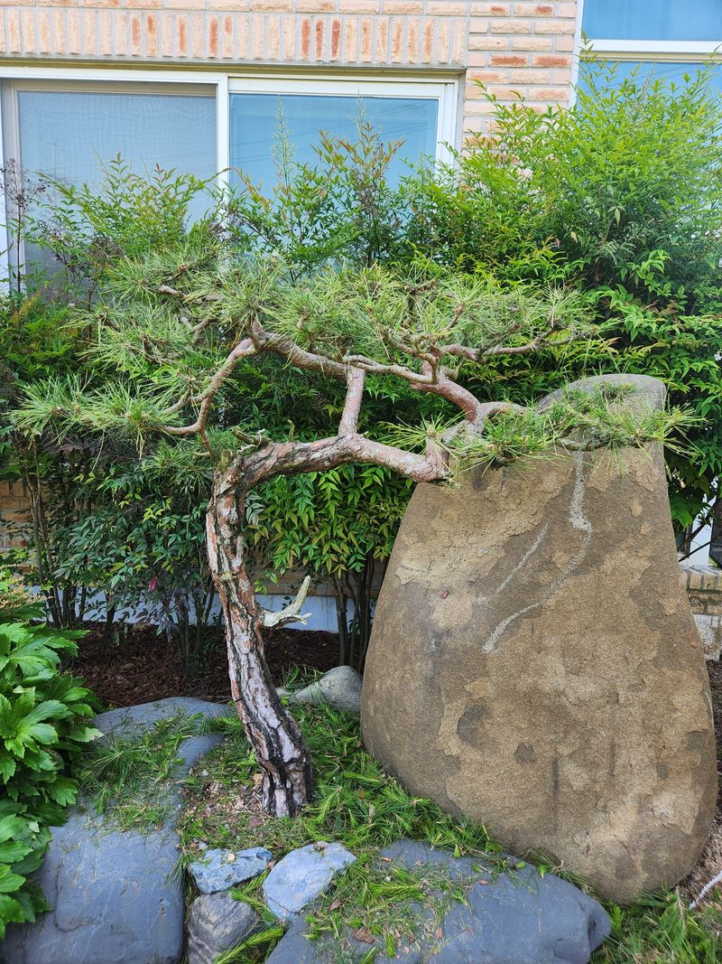 장터 상품 [적송소나무] 썸네일