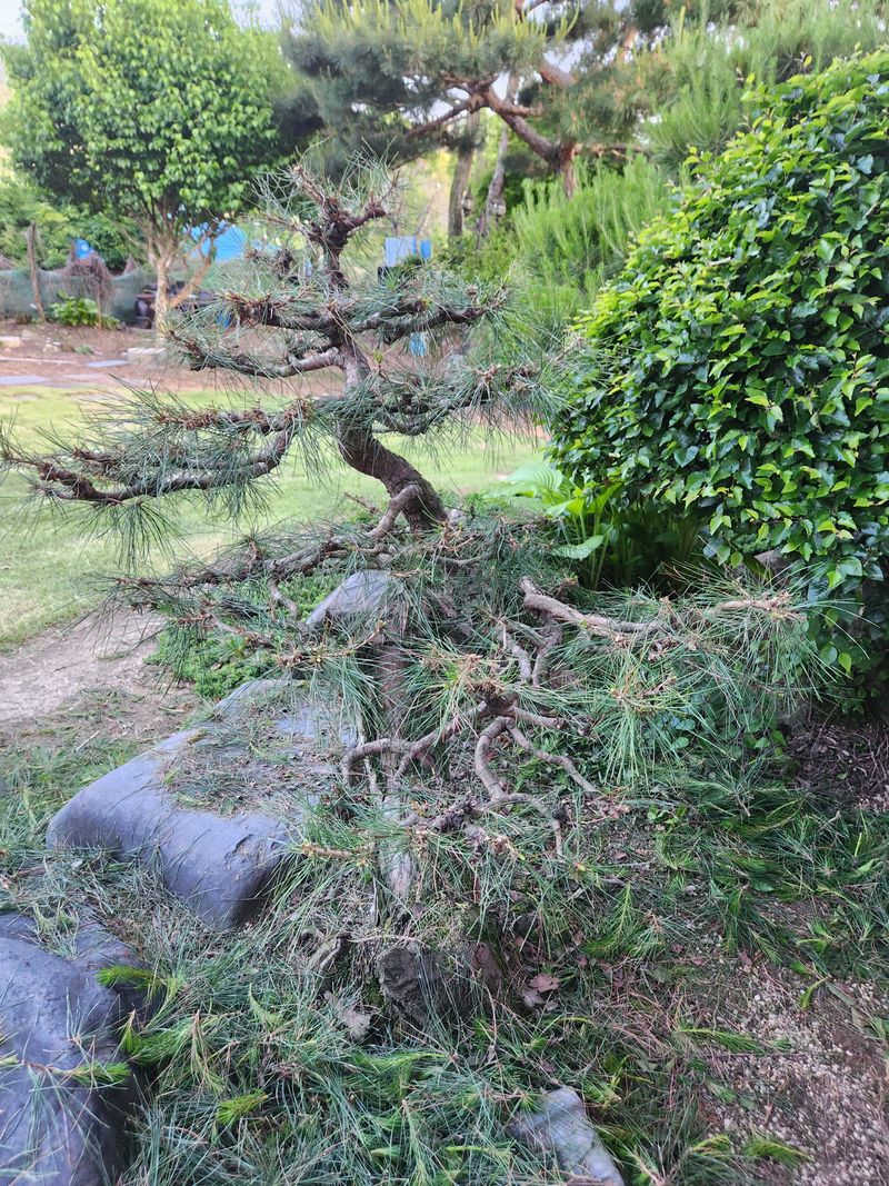 김상임님의 장터 판매 상품 [적송소나무] 첨부 사진