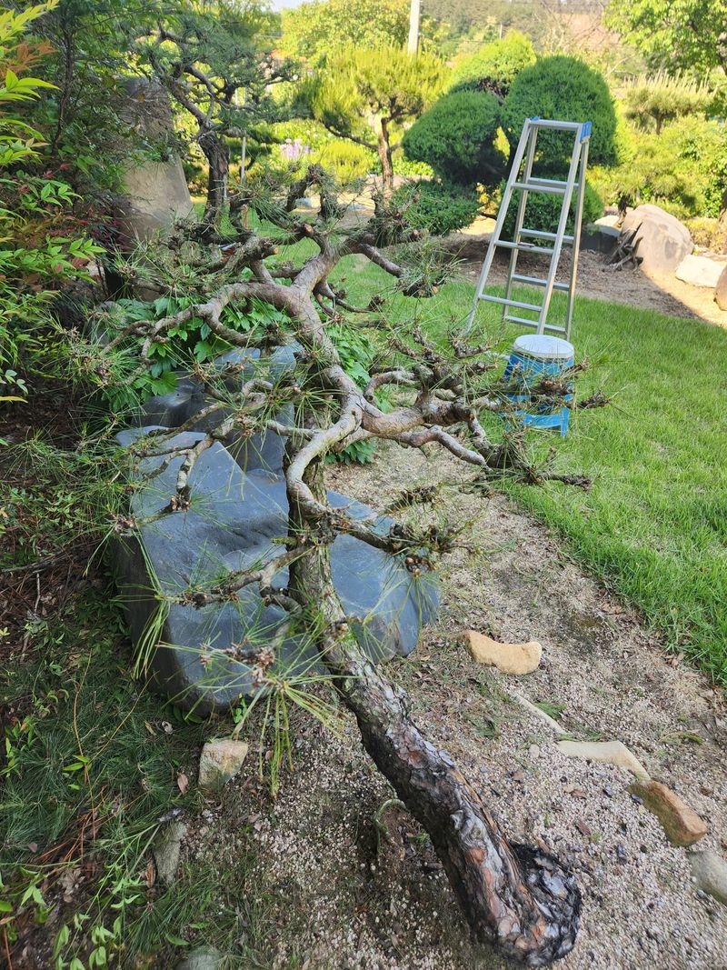 김상임님의 장터 판매 상품 [적송소나무] 첨부 사진