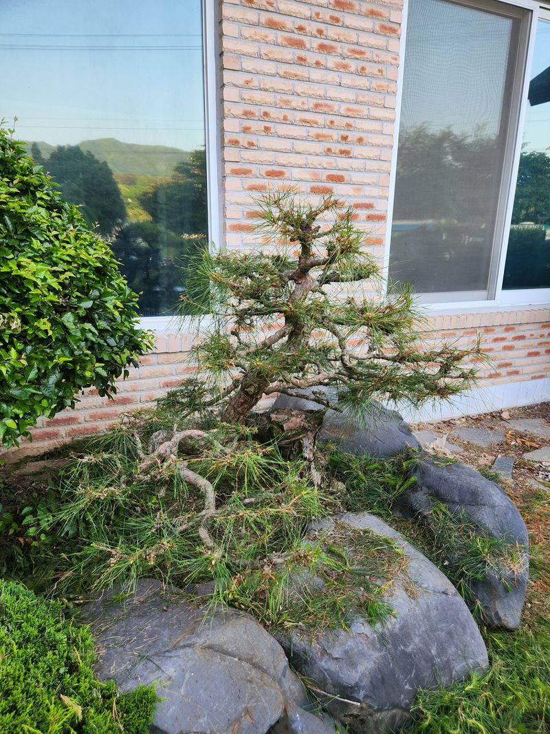 김상임님의 장터 판매 상품 [적송소나무] 첨부 사진