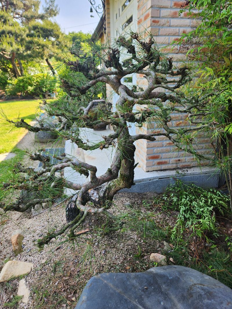 김상임님의 장터 판매 상품 [적송소나무] 첨부 사진