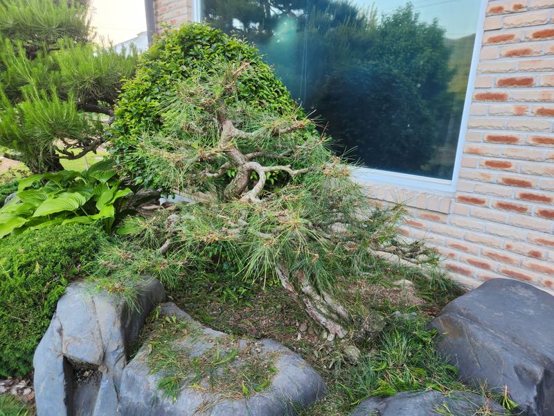 김상임님의 장터 판매 상품 [적송소나무] 첨부 사진