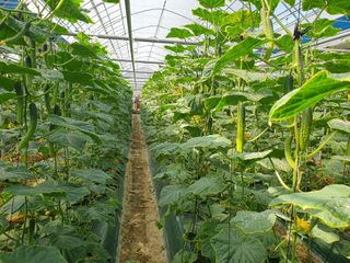 오이0213님의 오이 · 영농일지 작성글 사진