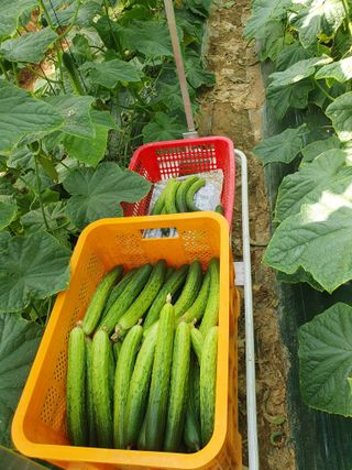 오이0213님의 오이 · 영농일지 작성글 사진