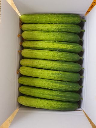 오이0213님의 오이 · 영농일지 작성글 사진