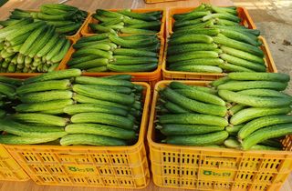 오이0213님의 오이 · 영농일지 작성글 사진