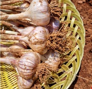 대산농사대장님의 마늘·수확 작성글 사진