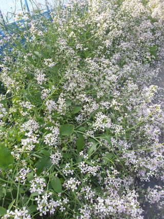 허굴산농장님의 자유주제 · 자유게시판 작성글 사진