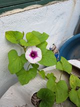 팜모닝 고구마·자유게시판 게시글 이미지