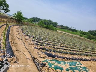 고추농사 25414님의 자유주제 · 자유게시판 작성글 사진