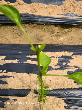 고추농사 25414님의 자유주제 · 자유게시판 작성글 사진