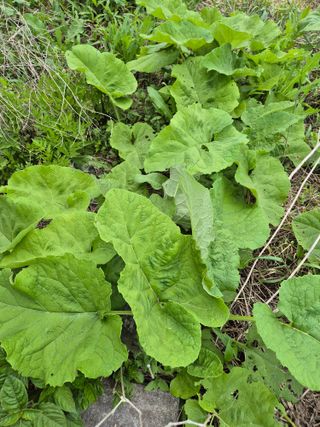가인 5362님의 농사, 무엇이든 물어보세요! · 참여글 작성글 사진