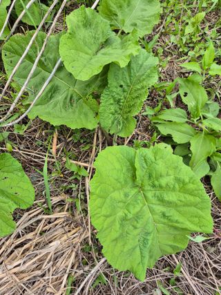 가인 5362님의 농사, 무엇이든 물어보세요! · 참여글 작성글 사진