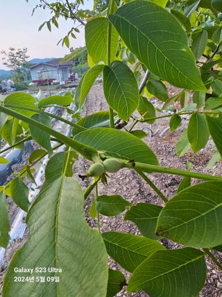 강성열님의 기타작물 · 영농일지 작성글 사진