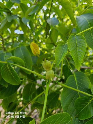 강성열님의 기타작물 · 영농일지 작성글 사진