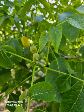 강성열님의 기타작물 · 영농일지 작성글 사진