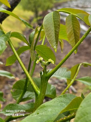 강성열님의 기타작물 · 영농일지 작성글 사진