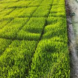 팜모닝 농사, 무엇이든 물어보세요!·참여글 게시글 이미지