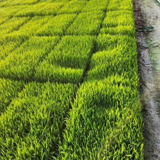 소담농장님의 농사, 무엇이든 물어보세요! · 참여글 작성글 사진