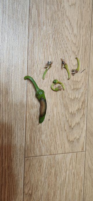 병아리농사꾼님의 고추 · 병해충상담 작성글 사진