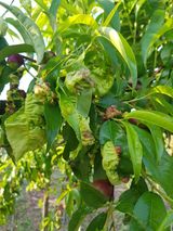 팜모닝 자유주제·자유게시판 게시글 이미지