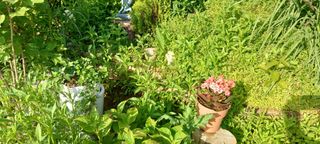 보령 게으른농부님의 팜이웃과 출근/퇴근 같이해요! · 참여글 작성글 사진