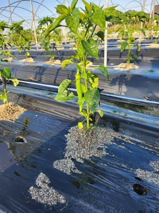 진기섭님의 고추 · 영농일지 작성글 사진