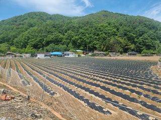 쥴리엄마님의 고추 · 영농일지 작성글 사진