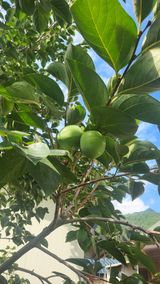 팜모닝 팜모닝·출석 게시글 이미지