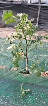 팜모닝 토마토·병해충상담 게시글 이미지