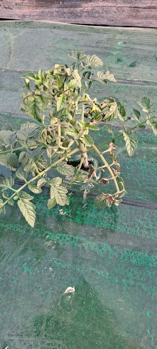 최태숙님의 토마토 · 병해충상담 작성글 사진