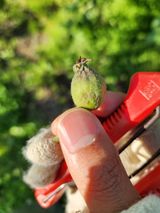 팜모닝 농사, 무엇이든 물어보세요!·참여글 게시글 이미지