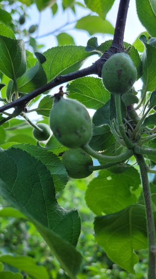 권해원님의 농사, 무엇이든 물어보세요! · 참여글 작성글 사진