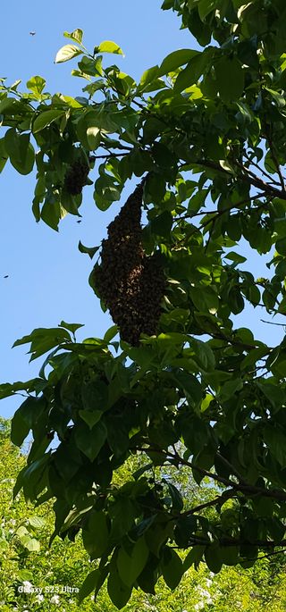 산속 과수원 최재준님의 자유주제 · 사진전 작성글 사진