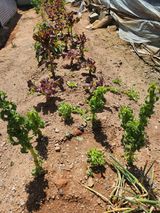 팜모닝 자유주제·자유게시판 게시글 이미지