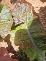 팜모닝 상추·병해충상담 게시글 이미지