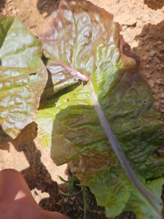 양간다리님의 상추 · 병해충상담 작성글 사진