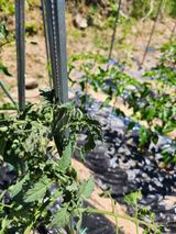 팜모닝 토마토·병해충상담 게시글 이미지