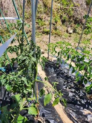 지훈님의 토마토 · 병해충상담 작성글 사진