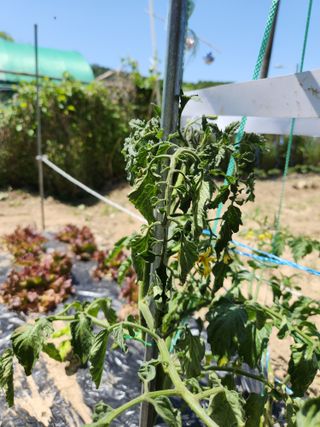 지훈님의 토마토 · 병해충상담 작성글 사진