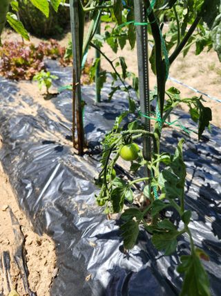 지훈님의 토마토 · 병해충상담 작성글 사진