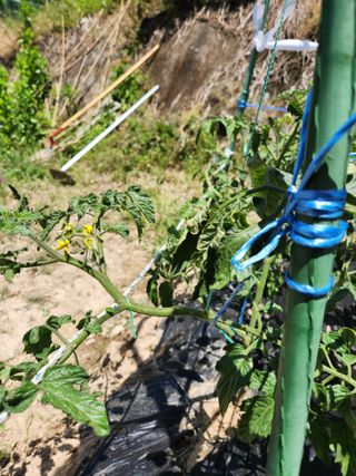 지훈님의 토마토 · 병해충상담 작성글 사진