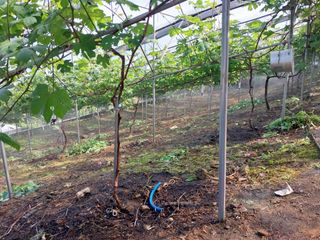 영수농원님의 팜이웃과 출근/퇴근 같이해요! · 참여글 작성글 사진