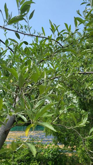 이인숙님의 농사, 무엇이든 물어보세요! · 참여글 작성글 사진