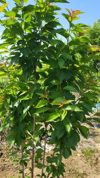 이인숙님의 농사, 무엇이든 물어보세요! · 참여글 작성글 사진